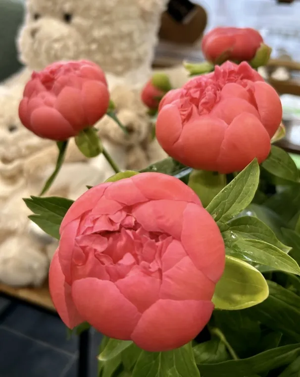 Pivoines coral charm