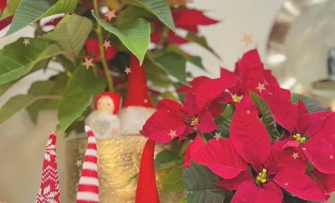 Vente de fleurs pour Noël, Ensuès-la-Redonne, Maison Segard