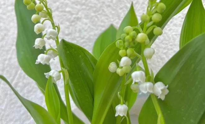 Vente de fleurs pour le premier Mai, Ensuès-la-Redonne, Maison Segard