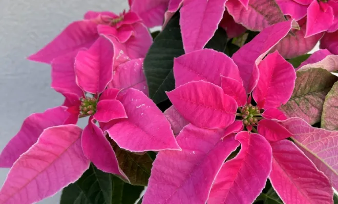 Vente de fleurs pour Noël, Ensuès-la-Redonne, Maison Segard