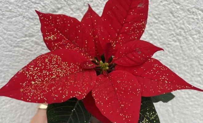 Vente de fleurs pour Noël, Ensuès-la-Redonne, Maison Segard